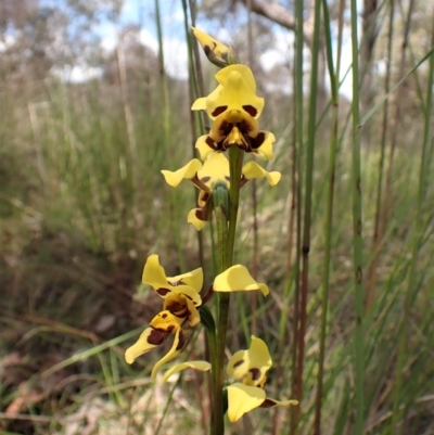 Diuris sulphurea (Tiger Orchid) at Cook, ACT - 9 Nov 2022 by CathB