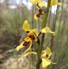 Diuris sulphurea at Cook, ACT - suppressed