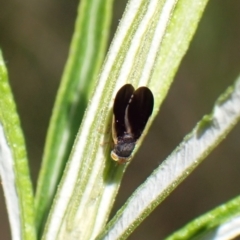 Hyalopeza schneiderae (A fruit fly) at Aranda Bushland - 17 Nov 2022 by CathB