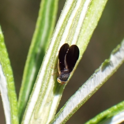 Hyalopeza schneiderae (A fruit fly) at Aranda, ACT - 17 Nov 2022 by CathB