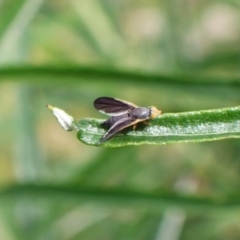 Hyalopeza schneiderae at Aranda, ACT - 17 Nov 2022