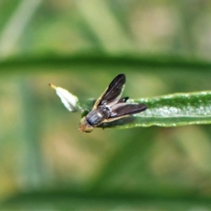 Hyalopeza schneiderae at Aranda, ACT - 17 Nov 2022