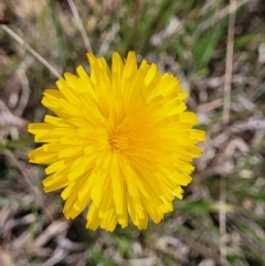 Hypochaeris radicata (Cat's Ear, Flatweed) at Cooma, NSW - 19 Nov 2022 by trevorpreston