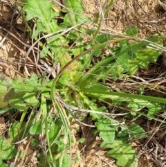 Hypochaeris radicata at Cooma, NSW - 19 Nov 2022 10:56 AM