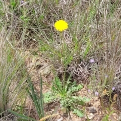 Hypochaeris radicata at Cooma, NSW - 19 Nov 2022 10:56 AM