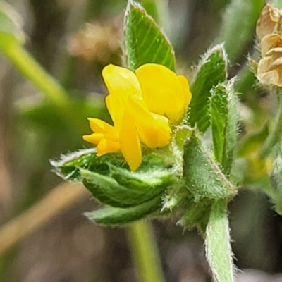 Medicago minima (Woolly Burr Medic) at Cooma, NSW - 18 Nov 2022 by trevorpreston