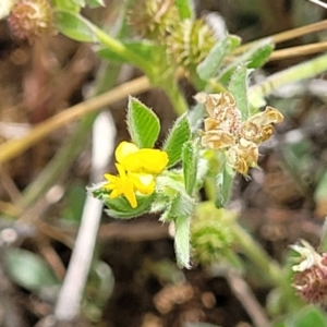 Medicago minima at Cooma, NSW - 19 Nov 2022