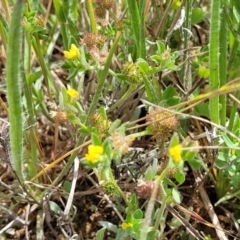 Medicago minima at Cooma, NSW - 19 Nov 2022