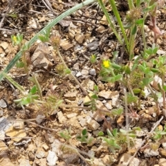 Medicago minima at Cooma, NSW - 19 Nov 2022