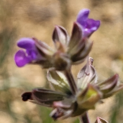 Salvia verbenaca var. verbenaca (Wild Sage) at Cooma, NSW - 18 Nov 2022 by trevorpreston