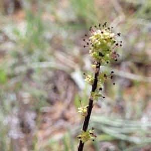 Acaena (genus) at Cooma, NSW - 19 Nov 2022