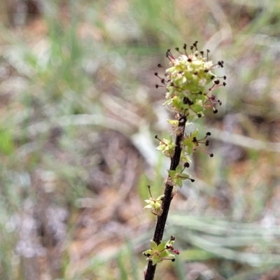 Acaena sp. (A Sheep's Burr) at Cooma Grasslands Reserves - 18 Nov 2022 by trevorpreston