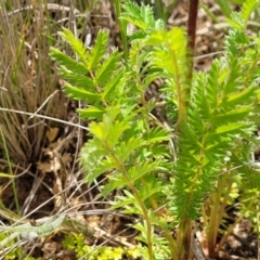 Acaena sp. at Cooma, NSW - 19 Nov 2022