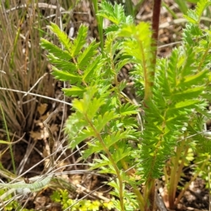 Acaena (genus) at Cooma, NSW - 19 Nov 2022