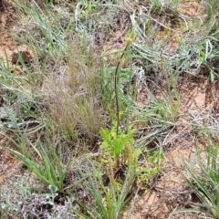 Acaena sp. at Cooma, NSW - 19 Nov 2022