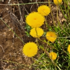 Rutidosis leiolepis (Monaro Golden Daisy) at Cooma, NSW - 19 Nov 2022 by trevorpreston