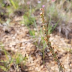 Plantago gaudichaudii (Narrow Plantain) at Cooma Grasslands Reserves - 19 Nov 2022 by trevorpreston