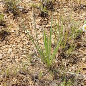 Plantago gaudichaudii at Cooma, NSW - 19 Nov 2022