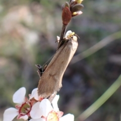 Philobota (genus) at Aranda, ACT - 16 Nov 2022 03:36 PM