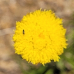 Rutidosis leiolepis (Monaro Golden Daisy) at Cooma Grasslands Reserves - 18 Nov 2022 by trevorpreston