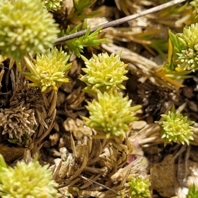 Scleranthus diander (Many-flowered Knawel) at Cooma Grasslands Reserves - 18 Nov 2022 by trevorpreston