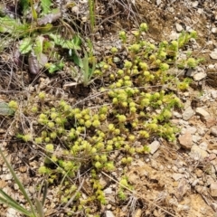 Scleranthus diander at Cooma, NSW - 19 Nov 2022