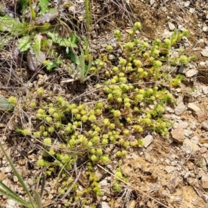 Scleranthus diander at Cooma, NSW - 19 Nov 2022 10:48 AM