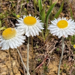 Leucochrysum albicans subsp. tricolor at Cooma, NSW - 19 Nov 2022