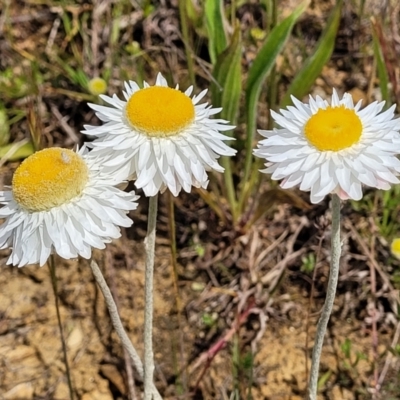 Leucochrysum albicans subsp. tricolor (Hoary Sunray) at Cooma, NSW - 19 Nov 2022 by trevorpreston