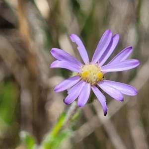 Vittadinia cuneata var. cuneata at Cooma, NSW - 19 Nov 2022