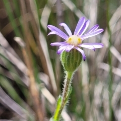 Vittadinia cuneata var. cuneata at Cooma, NSW - 19 Nov 2022