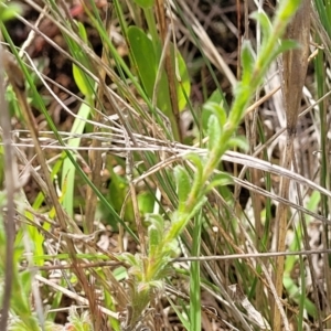 Vittadinia cuneata var. cuneata at Cooma, NSW - 19 Nov 2022