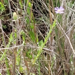 Vittadinia cuneata var. cuneata at Cooma, NSW - 19 Nov 2022