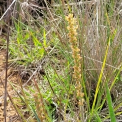 Plantago gaudichaudii (Narrow Plantain) at Cooma, NSW - 18 Nov 2022 by trevorpreston