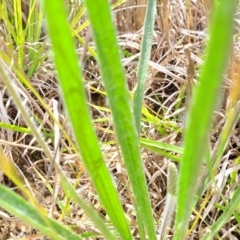 Plantago gaudichaudii at Cooma, NSW - 19 Nov 2022