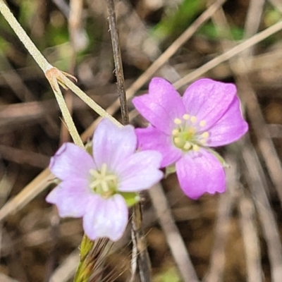 Geranium retrorsum (Grassland Cranesbill) at Cooma, NSW - 19 Nov 2022 by trevorpreston