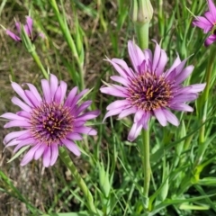 Tragopogon porrifolius subsp. porrifolius (Salsify, Oyster Plant) at Cooma, NSW - 18 Nov 2022 by trevorpreston