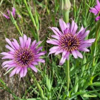 Tragopogon porrifolius subsp. porrifolius (Salsify, Oyster Plant) at Cooma, NSW - 18 Nov 2022 by trevorpreston