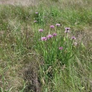 Tragopogon porrifolius subsp. porrifolius at Cooma, NSW - 19 Nov 2022