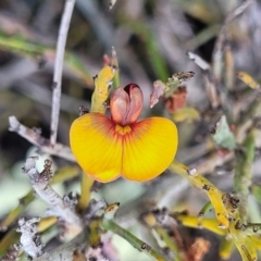 Bossiaea riparia at Glen Fergus, NSW - 18 Nov 2022 by trevorpreston