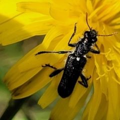 Eleale simplex (Clerid beetle) at Glen Fergus, NSW - 19 Nov 2022 by trevorpreston