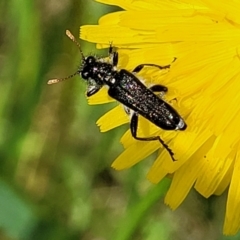 Eleale simplex at Glen Fergus, NSW - 19 Nov 2022