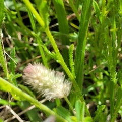 Trifolium arvense (Haresfoot Clover) at Coornartha Nature Reserve - 19 Nov 2022 by trevorpreston