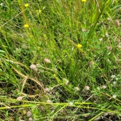 Trifolium arvense at Glen Fergus, NSW - 19 Nov 2022