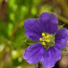 Erodium crinitum (Native Crowfoot) at Glen Fergus, NSW - 19 Nov 2022 by trevorpreston