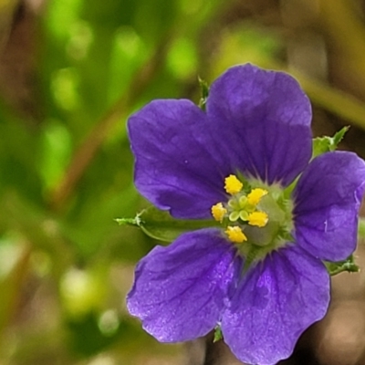 Erodium crinitum (Native Crowfoot) at Glen Fergus, NSW - 18 Nov 2022 by trevorpreston