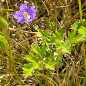 Erodium crinitum at Glen Fergus, NSW - 19 Nov 2022