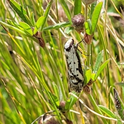 Philobota lysizona (A concealer moth) at Glen Fergus, NSW - 18 Nov 2022 by trevorpreston