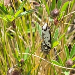 Philobota lysizona at Glen Fergus, NSW - 19 Nov 2022