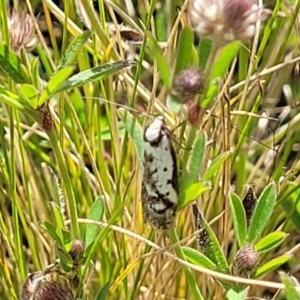 Philobota lysizona at Glen Fergus, NSW - 19 Nov 2022